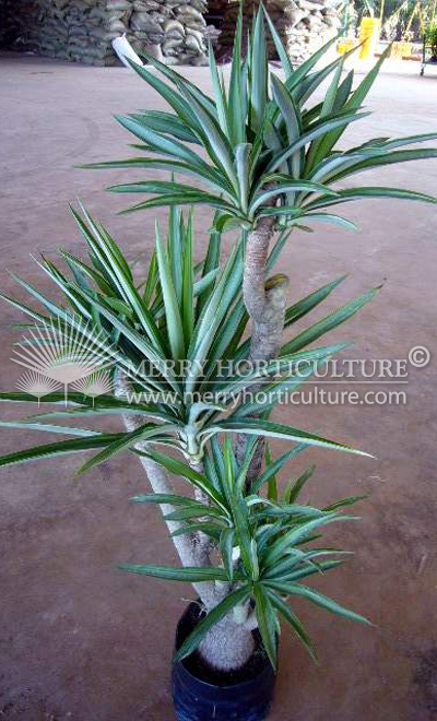 Yucca Variegated